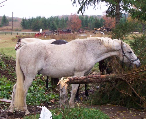Remy del Rosa - Cognac's sire