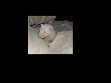 Simon