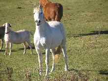 Remy Del Rosa - Cognac's Sire