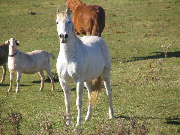 Remy Del Rosa - Cognac's Sire