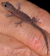 Variegated Dtella Gecko