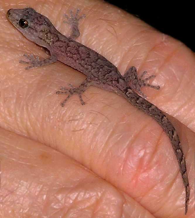 Variegated Dtella Gecko