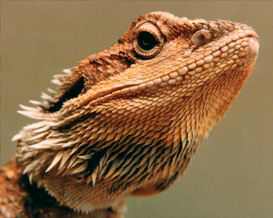 Bearded Dragon