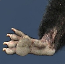 Bigfoot.....finally photographed!!!
