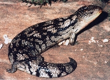 Blotched Bluetongue