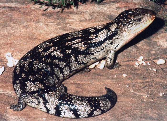 Blotched Bluetongue