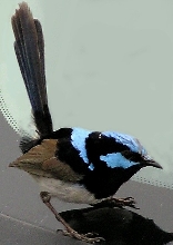 Superb Blue Wren