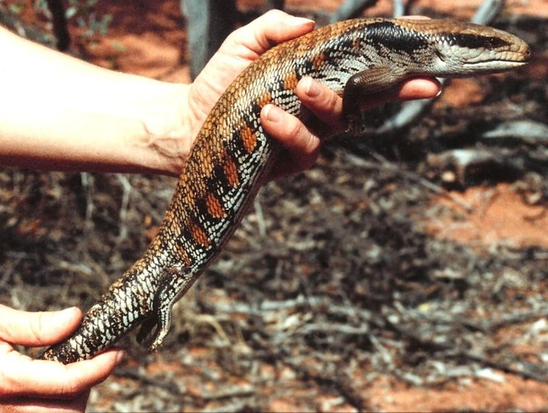 Eastern Bluetongue Skink