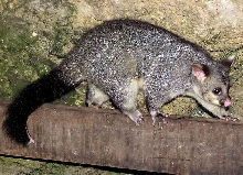 Australian Brush-tailed Possum