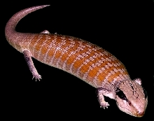 Centralian Bluetongue Skink