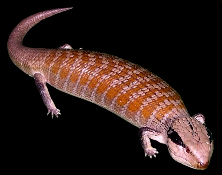 Centralian Bluetongue Skink