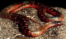 Collett' Snake