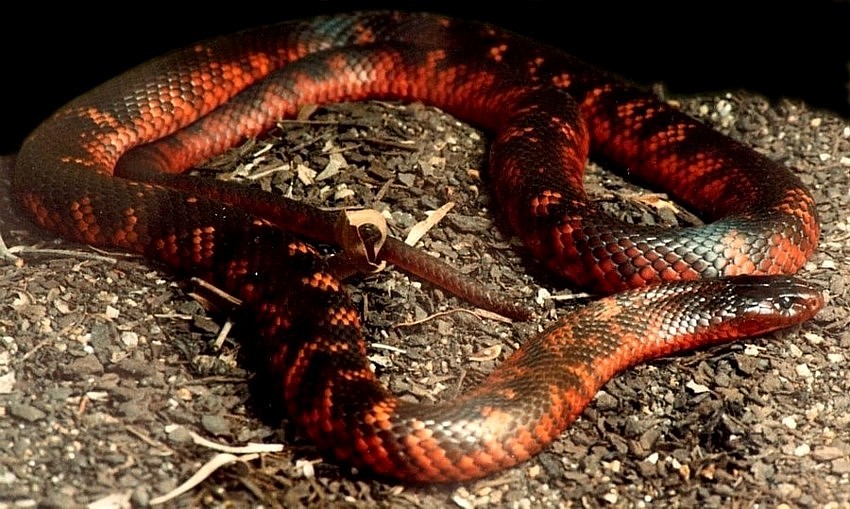 Collett' Snake