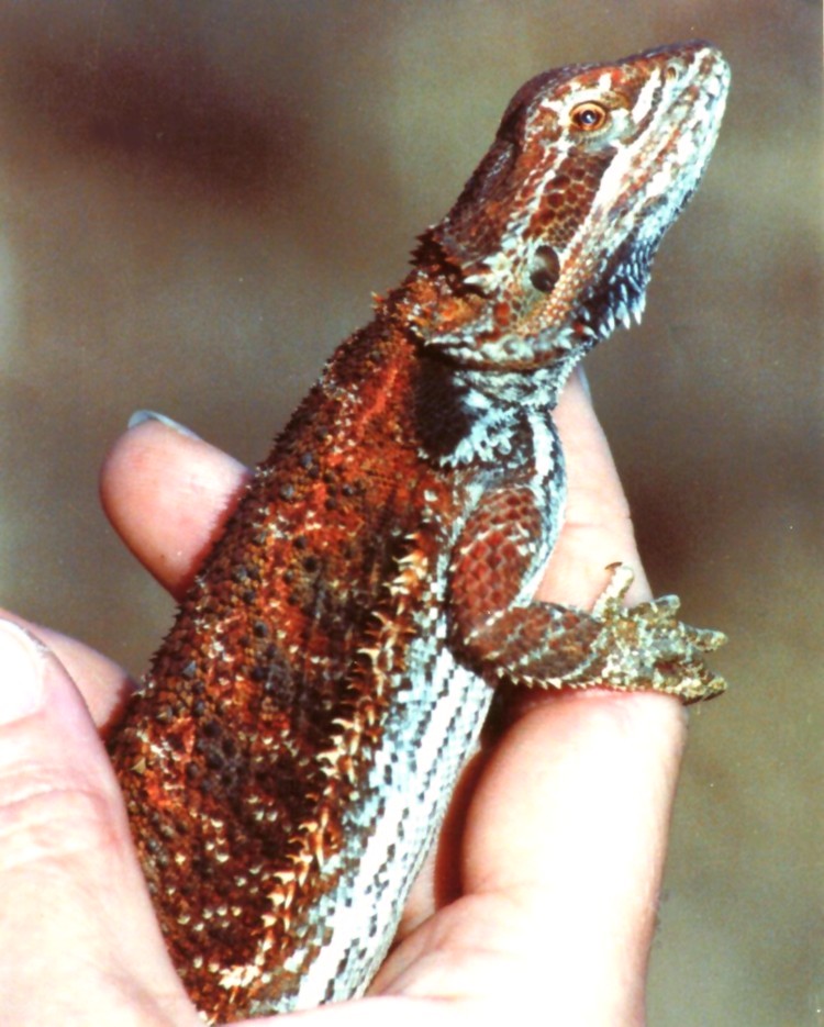 Dark Red Beardie