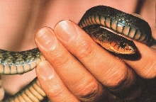 Green Tree Snake