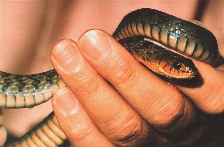 Green Tree Snake