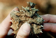 What am I ???