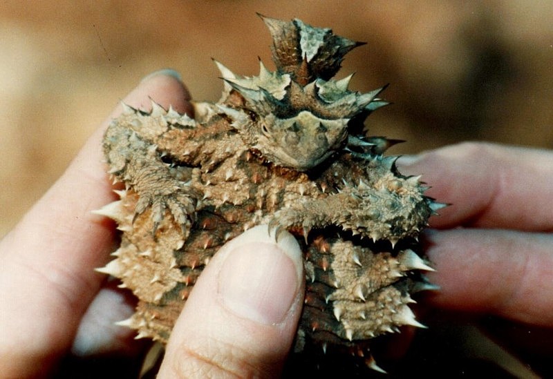 What am I ???