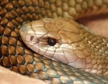 Eastern Brown
