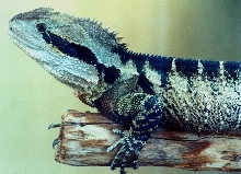 Eastern water Dragon