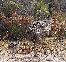 Emu