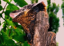 Frilled Lizard NT young male