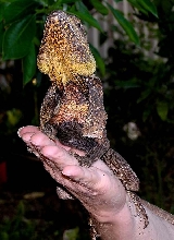 Frilly Adult