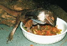 Frilly Eating