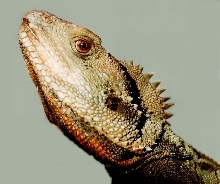 Gippsland Water Dragon