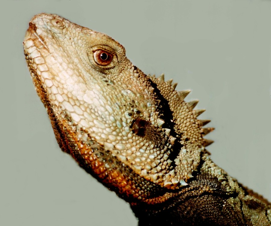 Gippsland Water Dragon