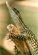 Sand Goanna