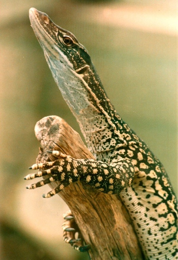 Sand Goanna