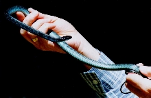 Green Tree Snake?
