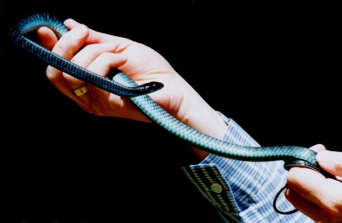 Green Tree Snake?