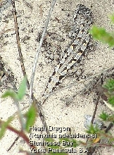 Heath Dragon