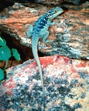 Peninsula Dragon