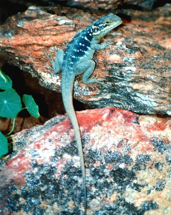 Peninsula Dragon