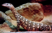 Perentie