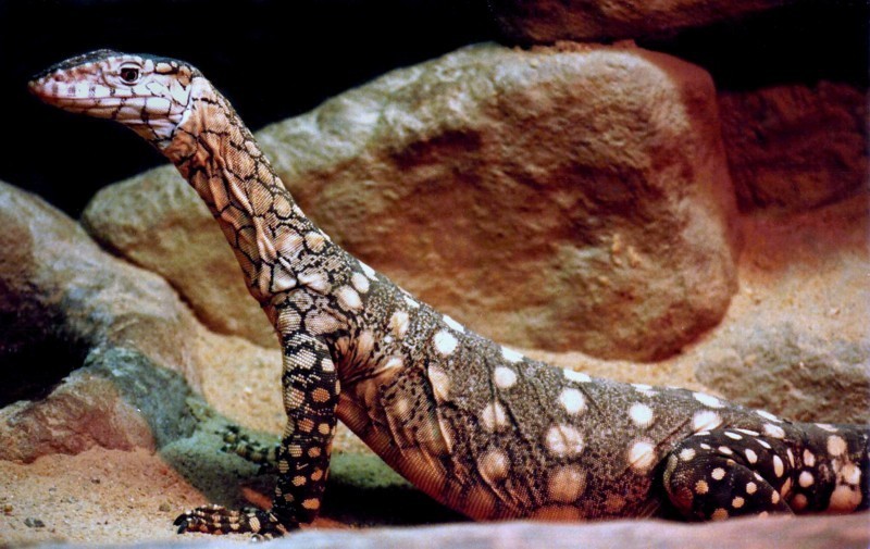 Perentie