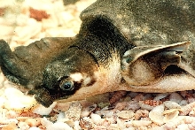 Pig-nosed Turtle