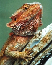 Bearded Dragon - red phase