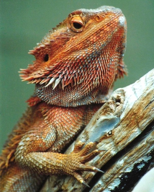 Bearded Dragon - red phase