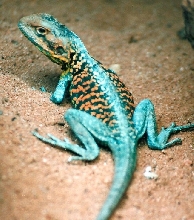 Red Barred Dragon