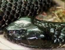 What kind of snake is this?