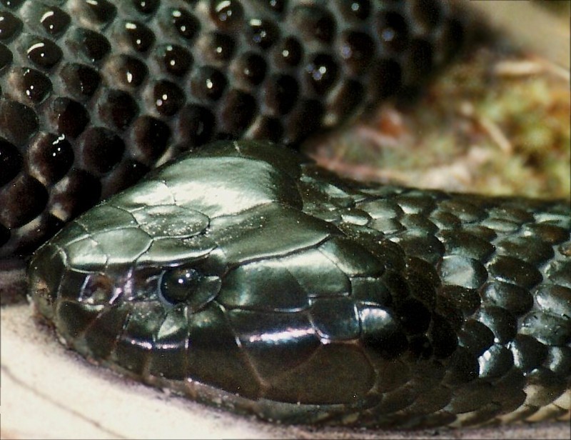 What kind of snake is this?