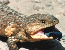 "Open Wide"