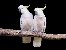 Sulphur-crested Cockatoos