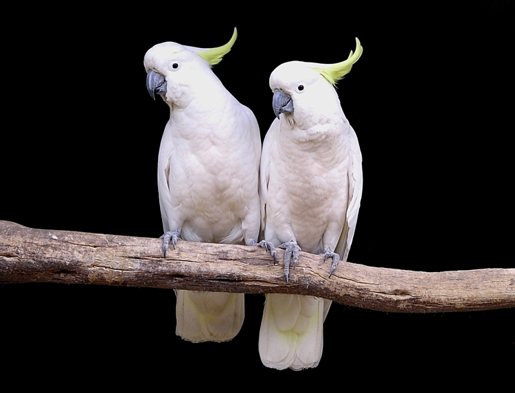 Sulphur-crested Cockatoos