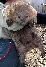 Tasmanian Wombat