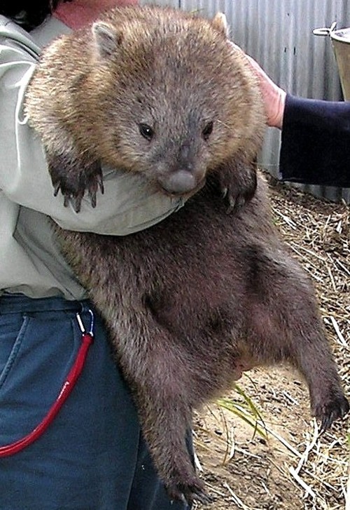 Tasmanian Wombat